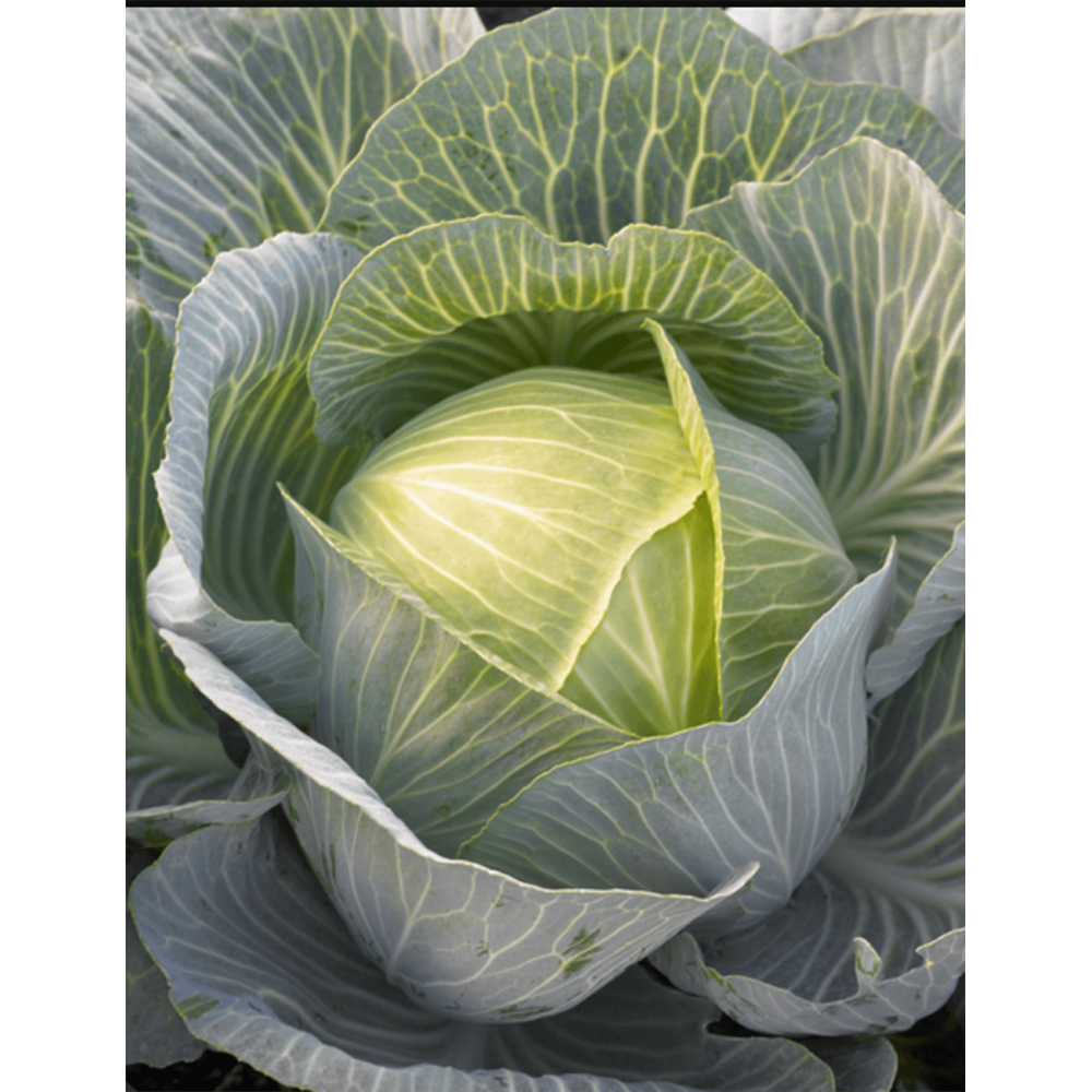 KAPUSTA ADELCO 2,5TYS STD