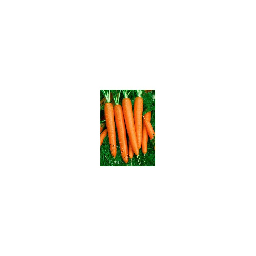 MARCHEW JOBA F1 500 GR