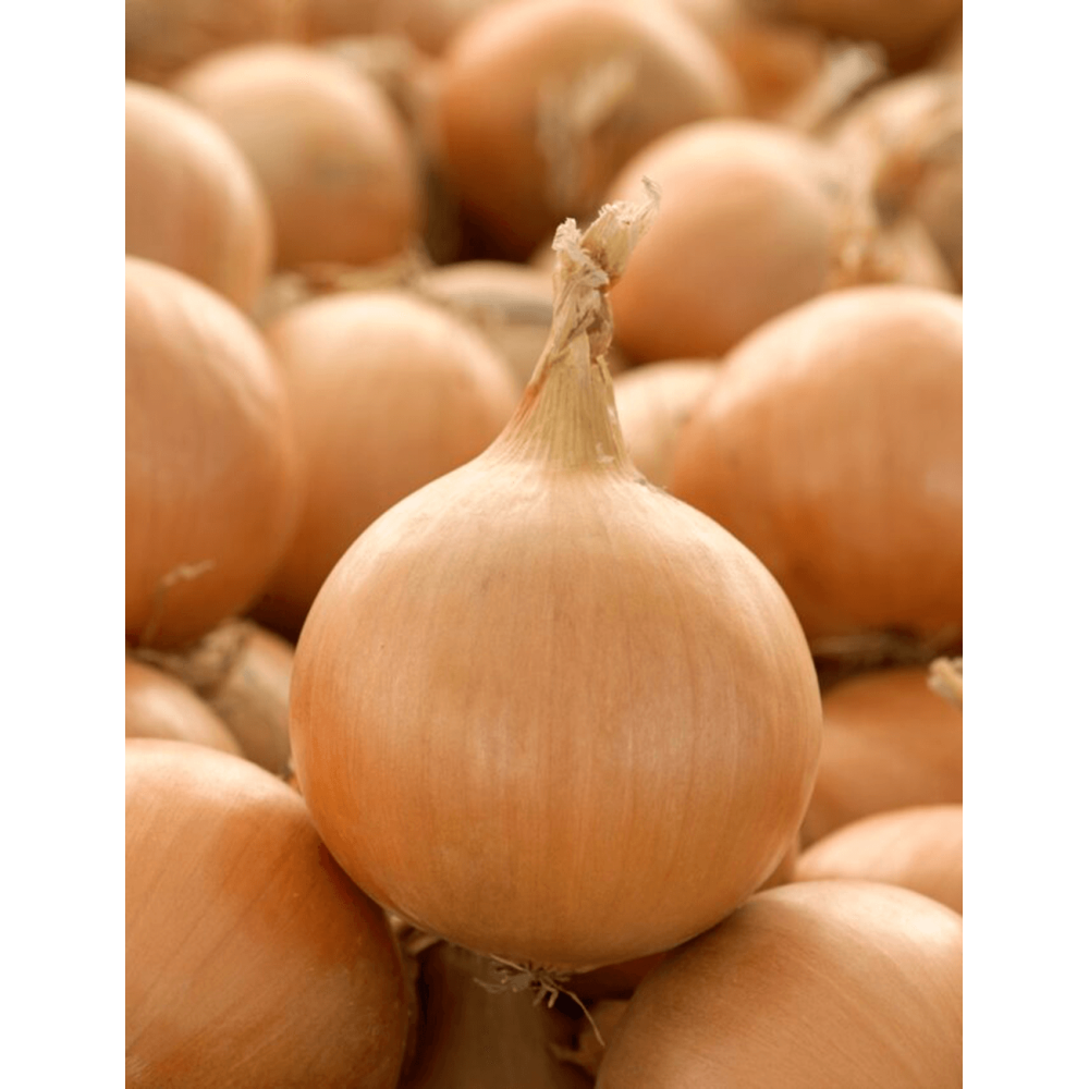 CEBULA KRISTINE 500 G