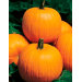 DYNIA HALLOWEEN HOWDEN PREMIUM 250N ST