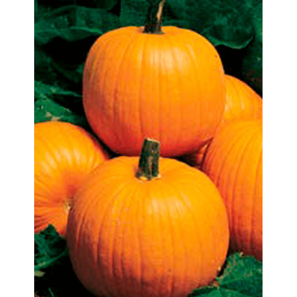 DYNIA HALLOWEEN HOWDEN PREMIUM 250N ST