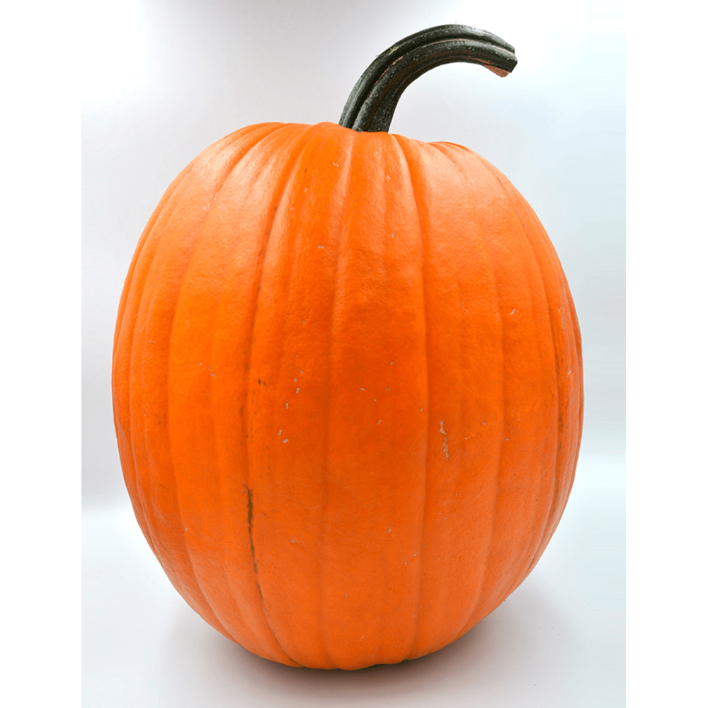 DYNIA HALLOWEEN CHAMPION F1 1000N ST