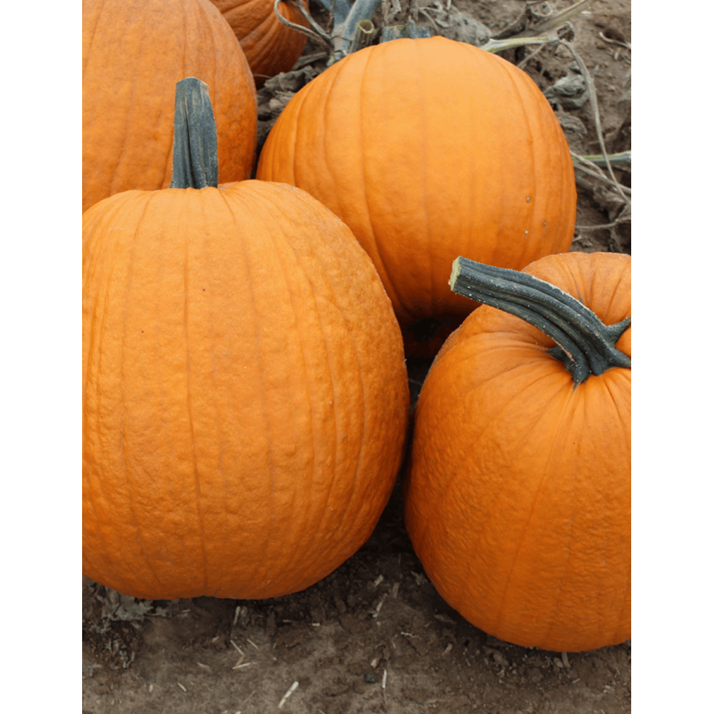DYNIA HALLOWEEN IGOR F1 1000N ST