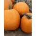 DYNIA HALLOWEEN IGOR F1 250N ST