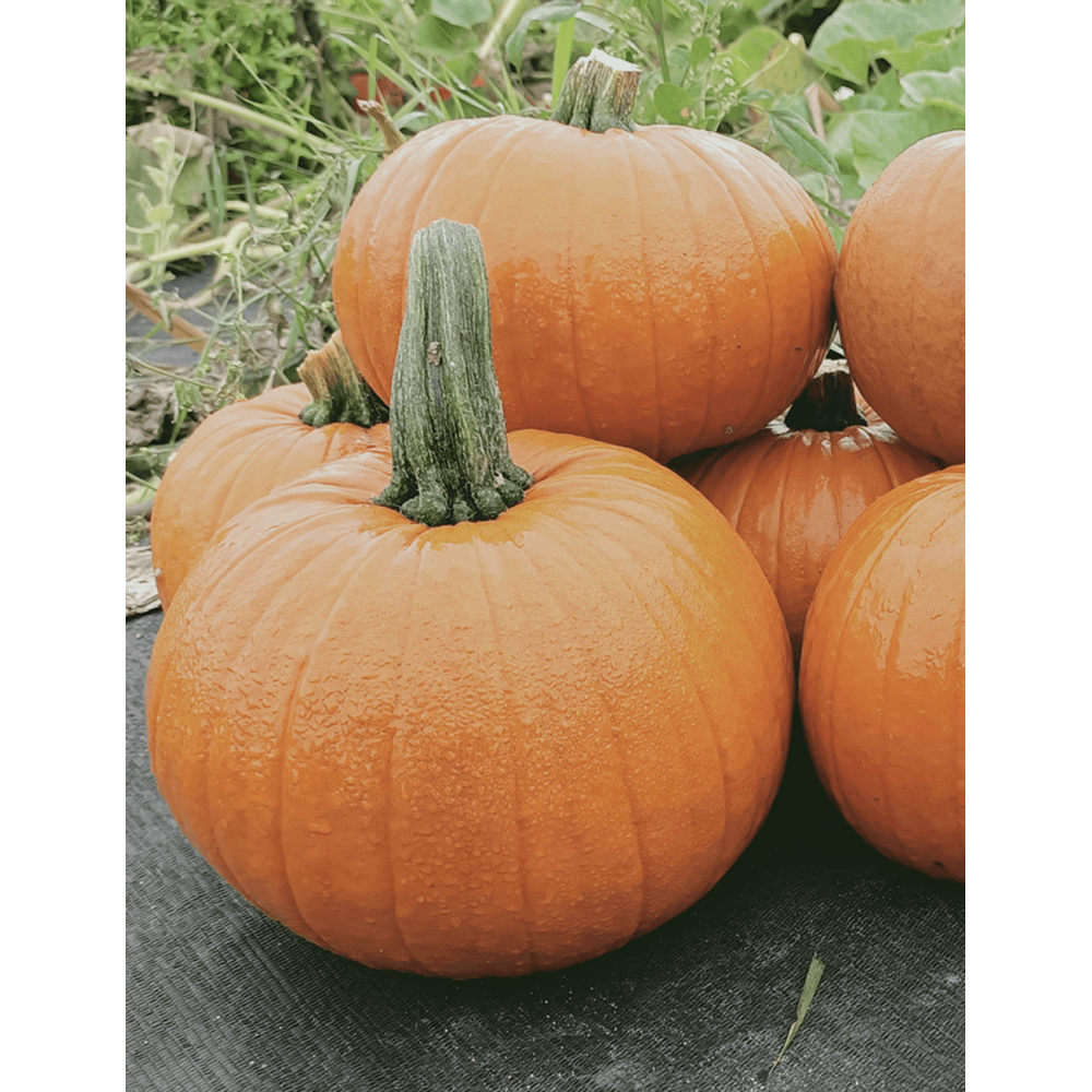 DYNIA HALLOWEEN MARS SQ 7432 F1 PREMIUM 250N ST