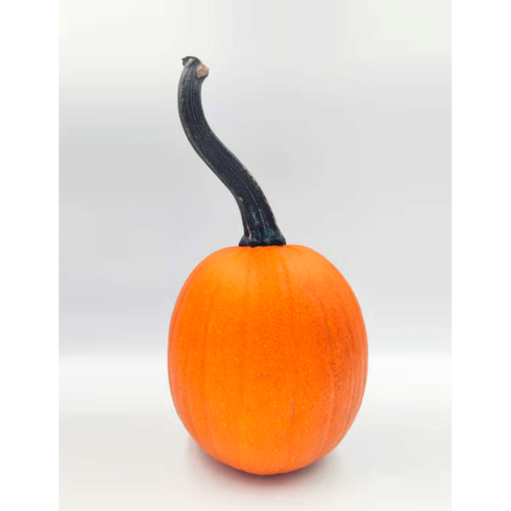 DYNIA HALLOWEEN PIPSQUEAK SQ 7447 F1 PREMIUM 250N ST