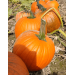 DYNIA HALLOWEEN RENEGADE F1 PREMIUM 250N ST