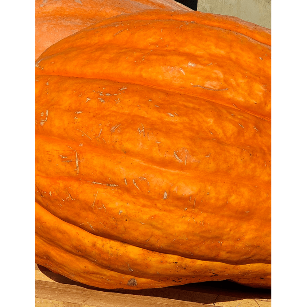 DYNIA OLBRZYMIA ATLANTIC GIANT COMPETITION S. 1000N ST