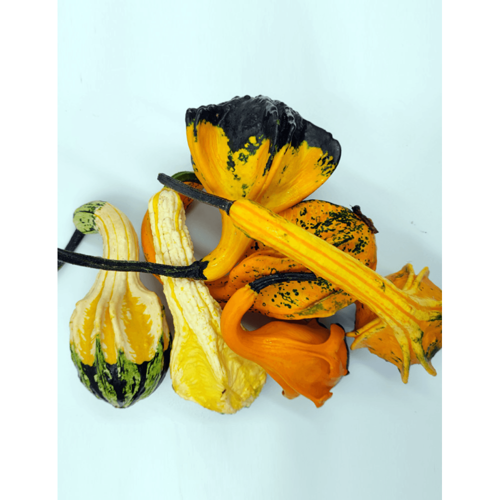 DYNIA OZDOBNA INDIAN MIX 250N ST