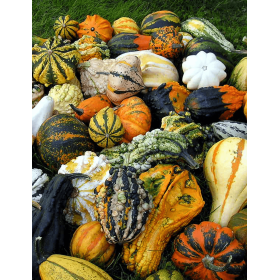 DYNIA OZDOBNA MAYA MIX 250N ST