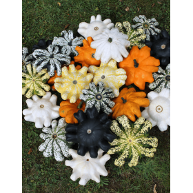 DYNIA OZDOBNA ORBIS F1MIX 250N ST