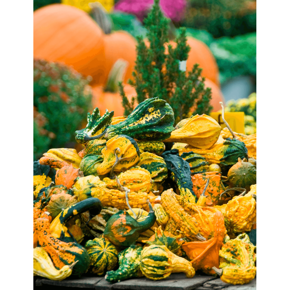 DYNIA OZDOBNA AUTUMN WING M 250N ST