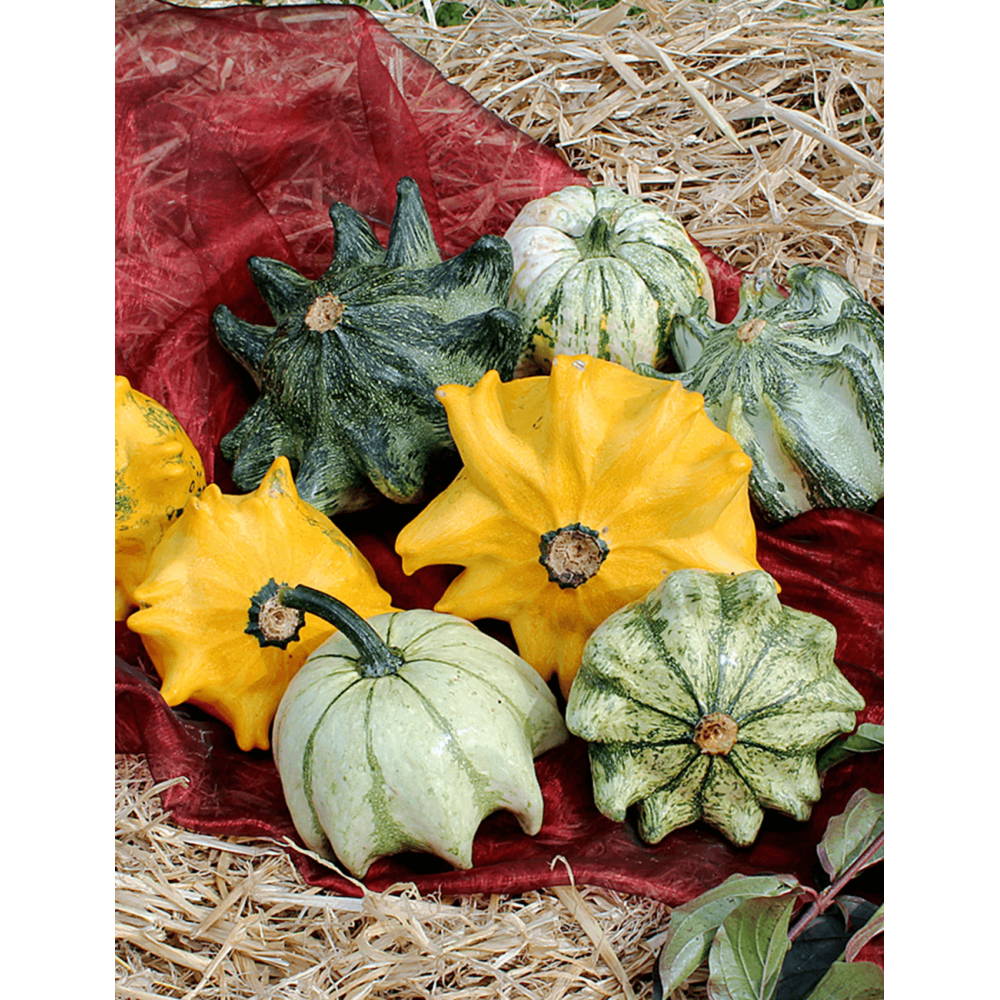 DYNIA OZDOBNA CROWN MIX 10 COMM 250N ST