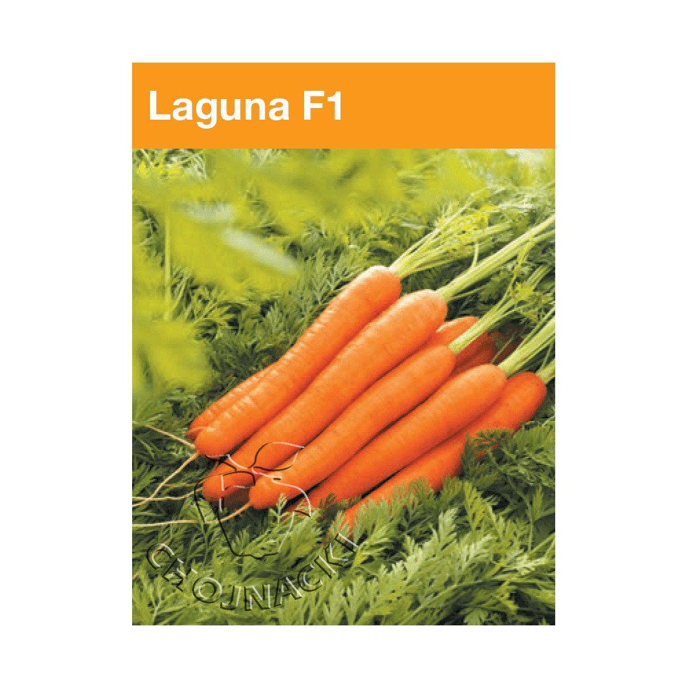 MARCHEW LAGUNA 2,00-2,20 100 TYS