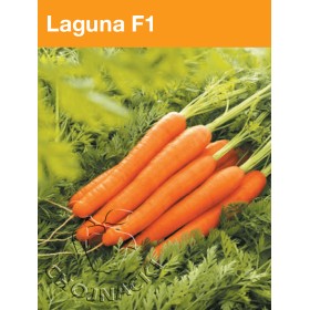 MARCHEW LAGUNA 1,60-1,80 100 TYS