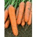 MARCHEW MAESTRO F1 100 TYS VILSEED ST