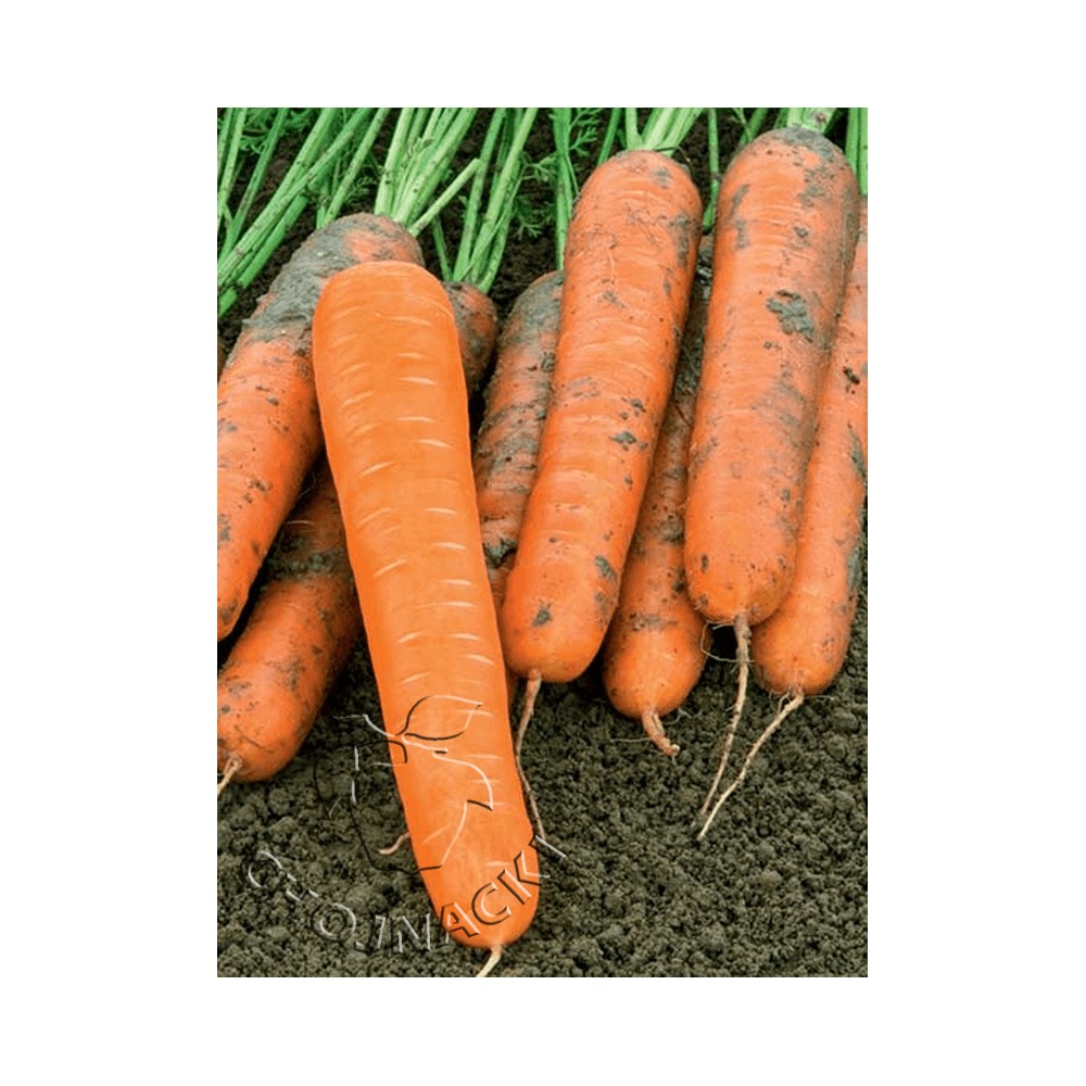 MARCHEW MAESTRO F1 100 TYS VILSEED ST