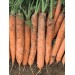 MARCHEW MELODIO F1 1-80-2,00 500 TYS VILSEED ST
