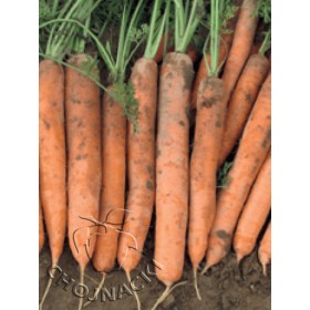 MARCHEW MELODIO F1 2,00-2,20/ 2,20-2,40 100 TYS VILSEED ST