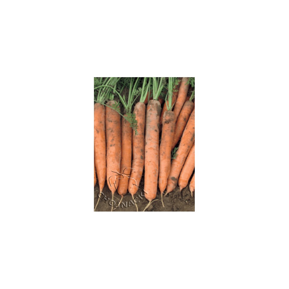 MARCHEW MELODIO F1 2,00-2,20/ 2,20-2,40 100 TYS VILSEED ST