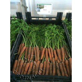 MARCHEW MOKUM F1 100 TYS (1,6-1,8) PRECYZYJNE ST