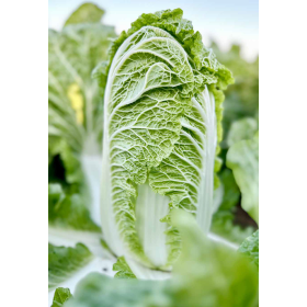 KAPUSTA PEKIŃSKA MARRIO 2,5 TYS ST