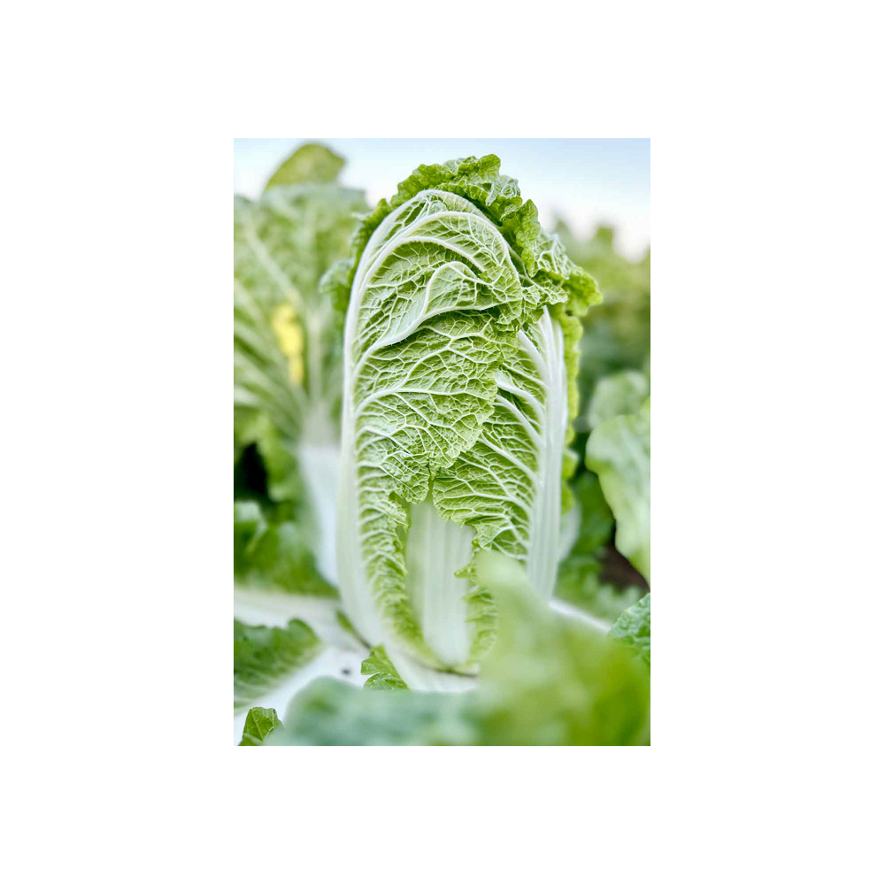 KAPUSTA PEKIŃSKA MARRIO 10TYS ST