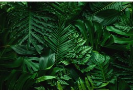 Wapń w uprawie roślin – znaczenie, objawy niedoborów i sposoby nawożenia