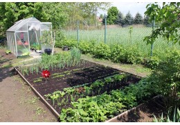 Żelazo w uprawie roślin – znaczenie, objawy niedoborów i sposoby nawożenia