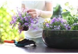 Molibden w uprawie roślin – znaczenie, objawy niedoborów i sposoby nawożenia