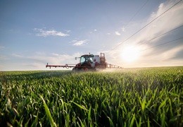 T1 i T2 w pszenicy ozimej – najważniejsze różnice i znaczenie obu zabiegów