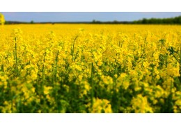 Odporność szkodników na środki ochrony roślin - strategie przeciwdziałania