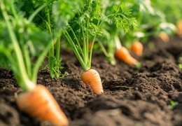 Ogród w czerwcu - pierwsze zbiory i intensywna pielęgnacja warzyw