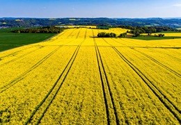 Czerwiec w rolnictwie - żniwa rzepaku i pielęgnacja upraw letnich