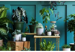 Potas w uprawie roślin – znaczenie, objawy niedoborów i sposoby nawożenia