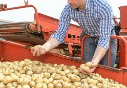 Nawożenie ziemniaka - jak nawozić bulwy przez cały sezon, żeby osiągnąć wysoki plon?
