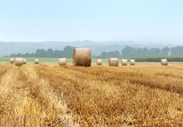 Lipiec w rolnictwie - żniwa zbóż i przygotowanie pod zasiewy ozime