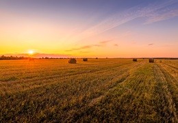 Wrzesień w rolnictwie - siew zbóż ozimych i zbiory warzyw korzeniowych