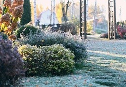 Ogród w grudniu - co planować i zamawiać na nowy sezon ogrodniczy?