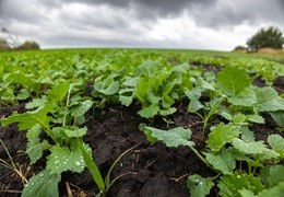 Sierpień w rolnictwie - siew rzepaku ozimego i pielęgnacja plantacji późnych
