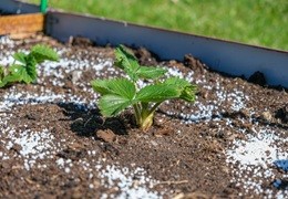 Glicynian miedzi w nawożeniu roślin – jak rozpoznać niedobór miedzi i kiedy stosować Grogreen Cu-re?