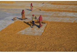 Czym jest integrowana ochrona roślin (IPM) i dlaczego warto ją stosować?