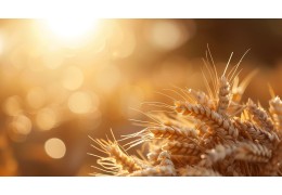 Co dalej po wycofaniu metrybuzyny i flufenacetu - jesienna ochrona herbicydowa zbóż ozimych